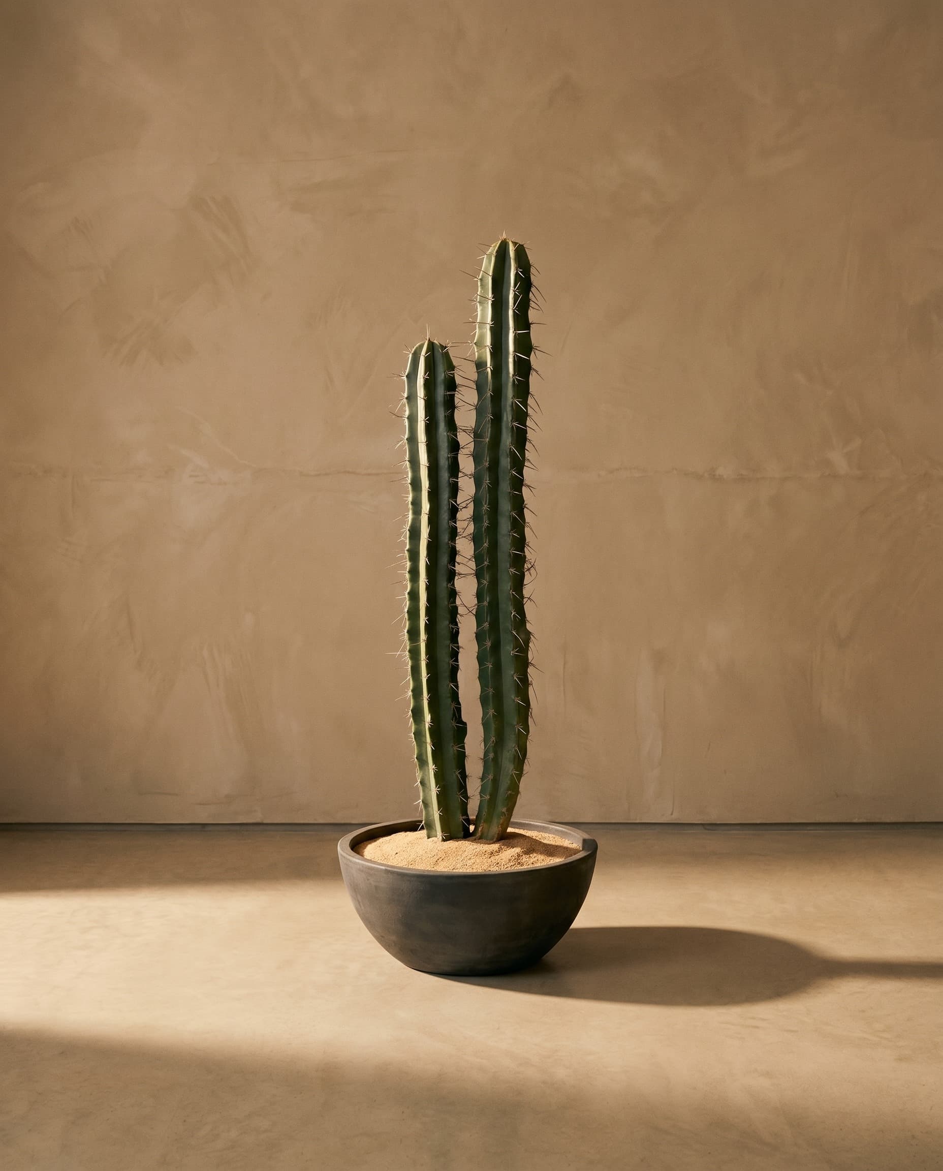 The Cactus · 1.05m