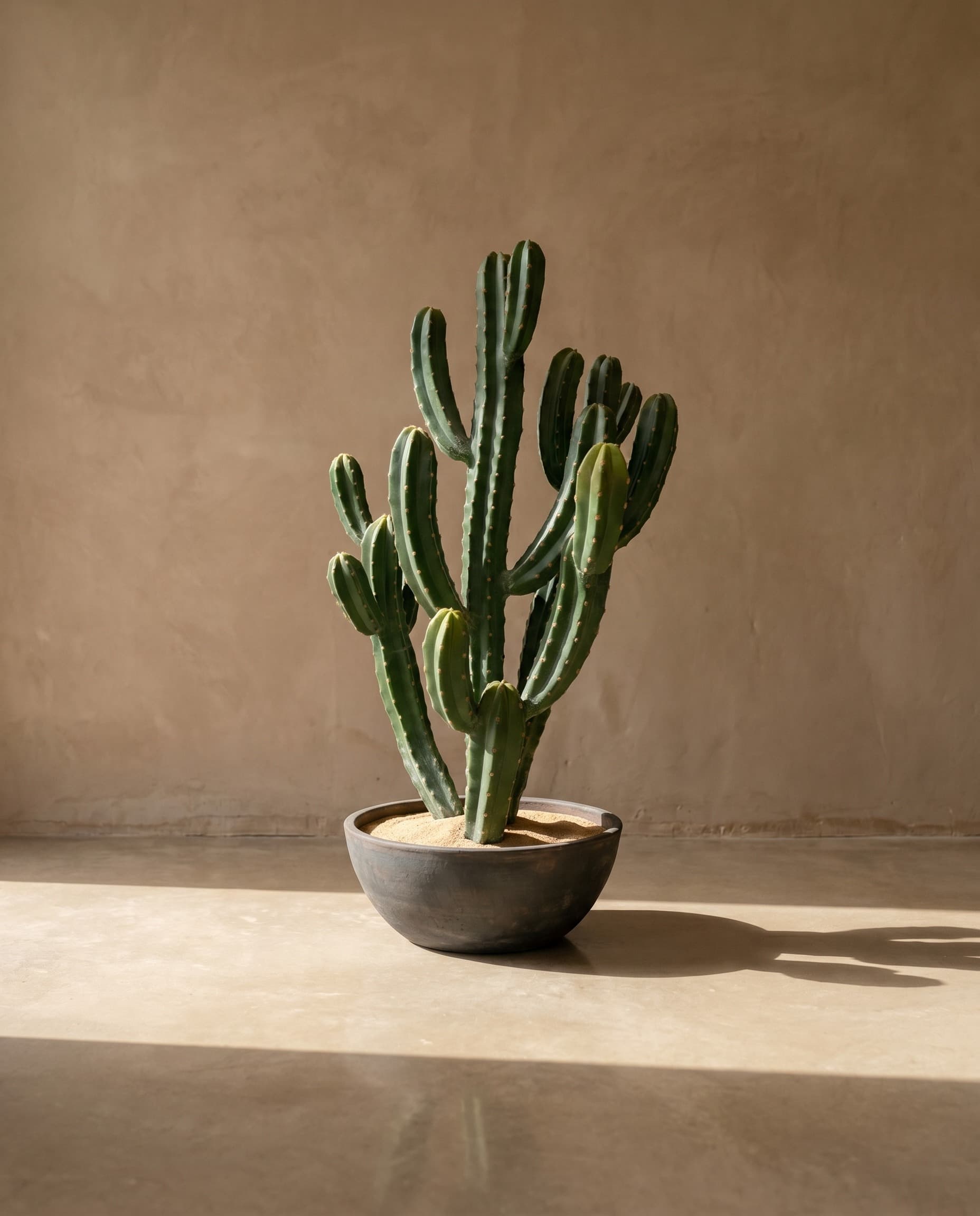 The Cereus Column · 1.04m