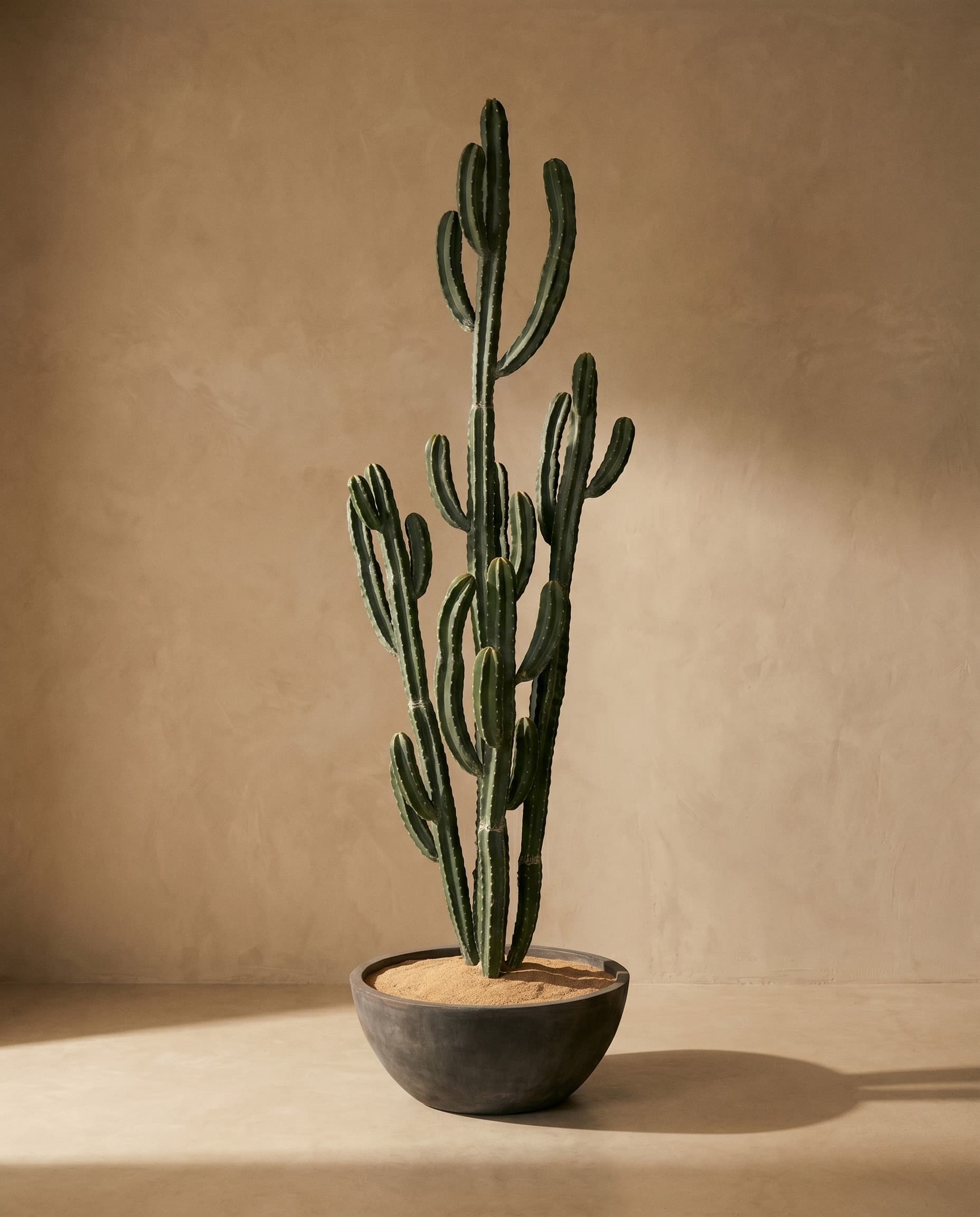 The Cereus Column · 2.56m
