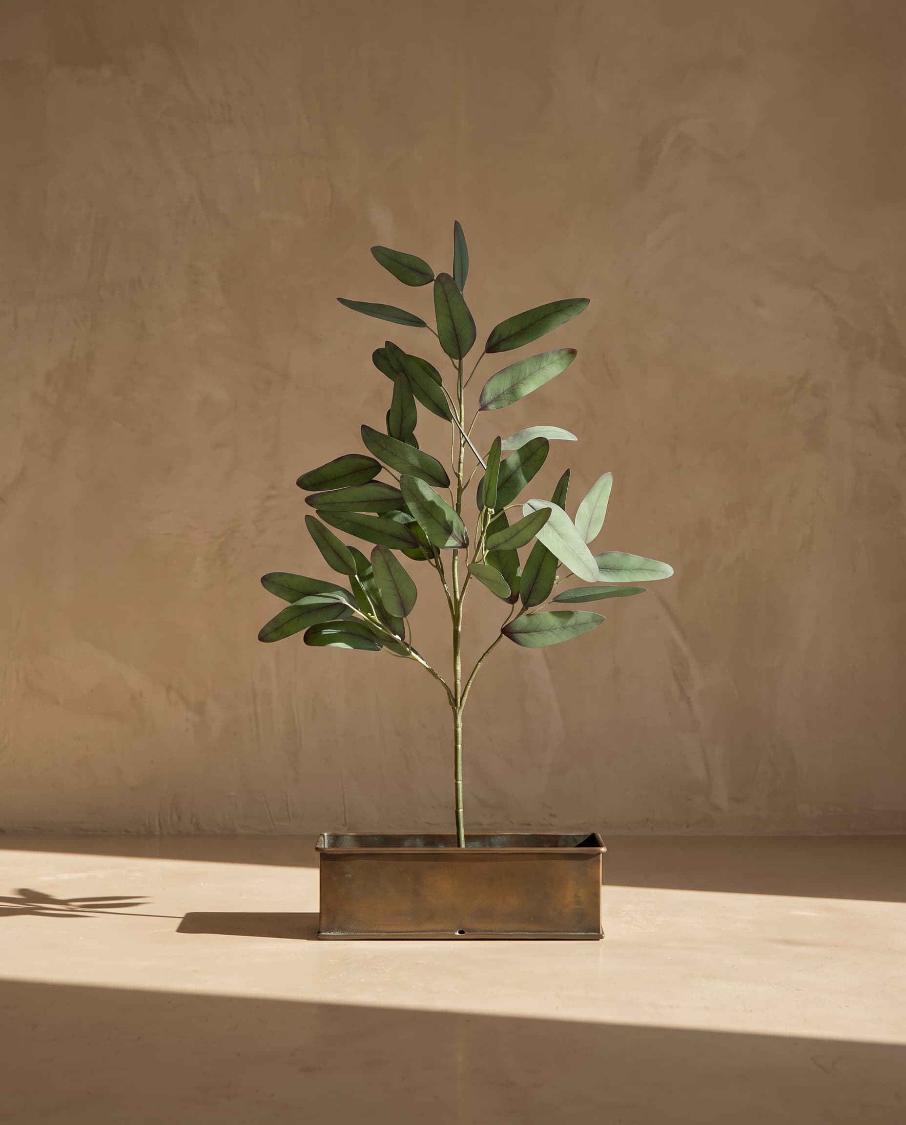 The Lush Eucalyptus Populus branch