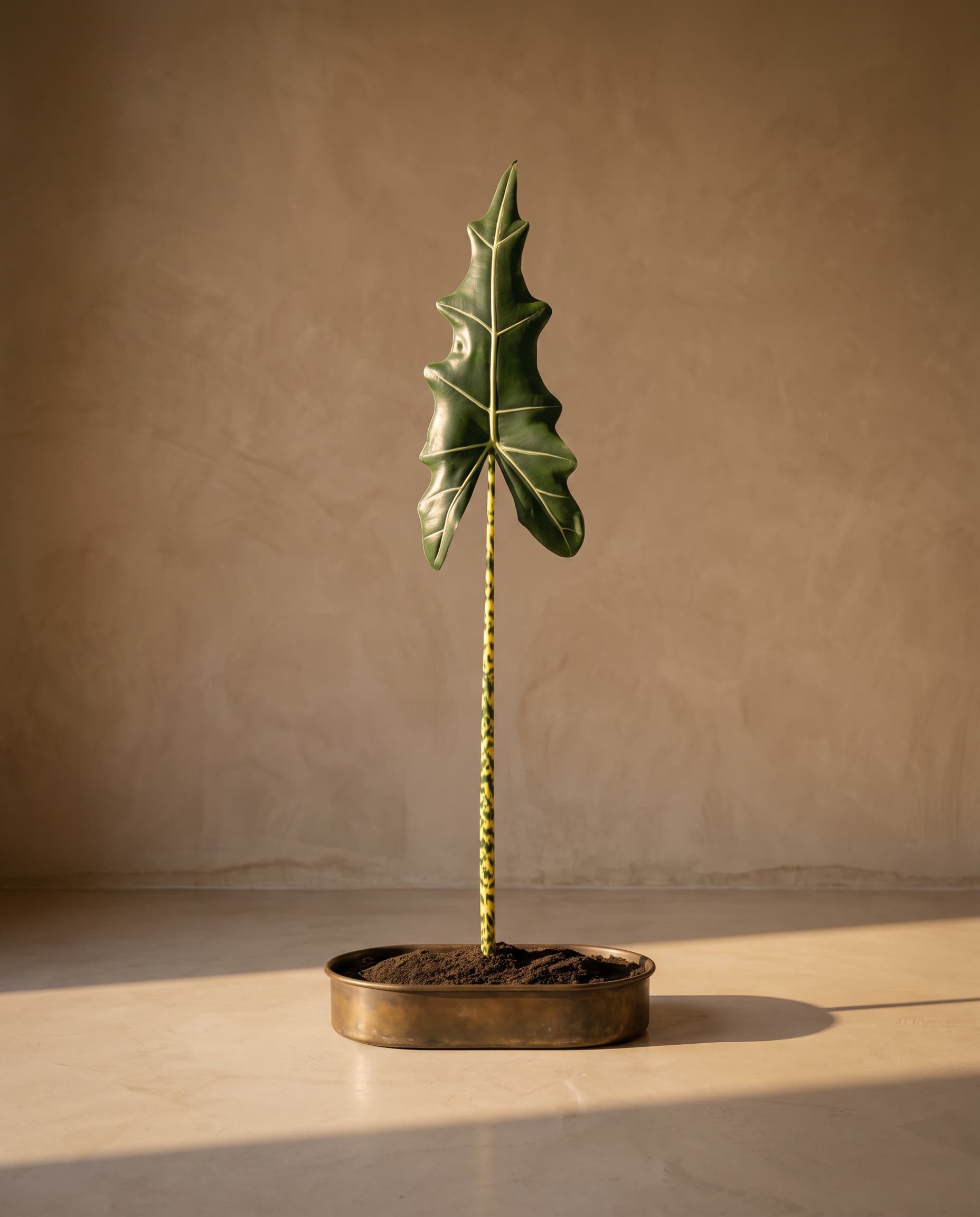 The Alocasia Frydek leaf · 1.15m