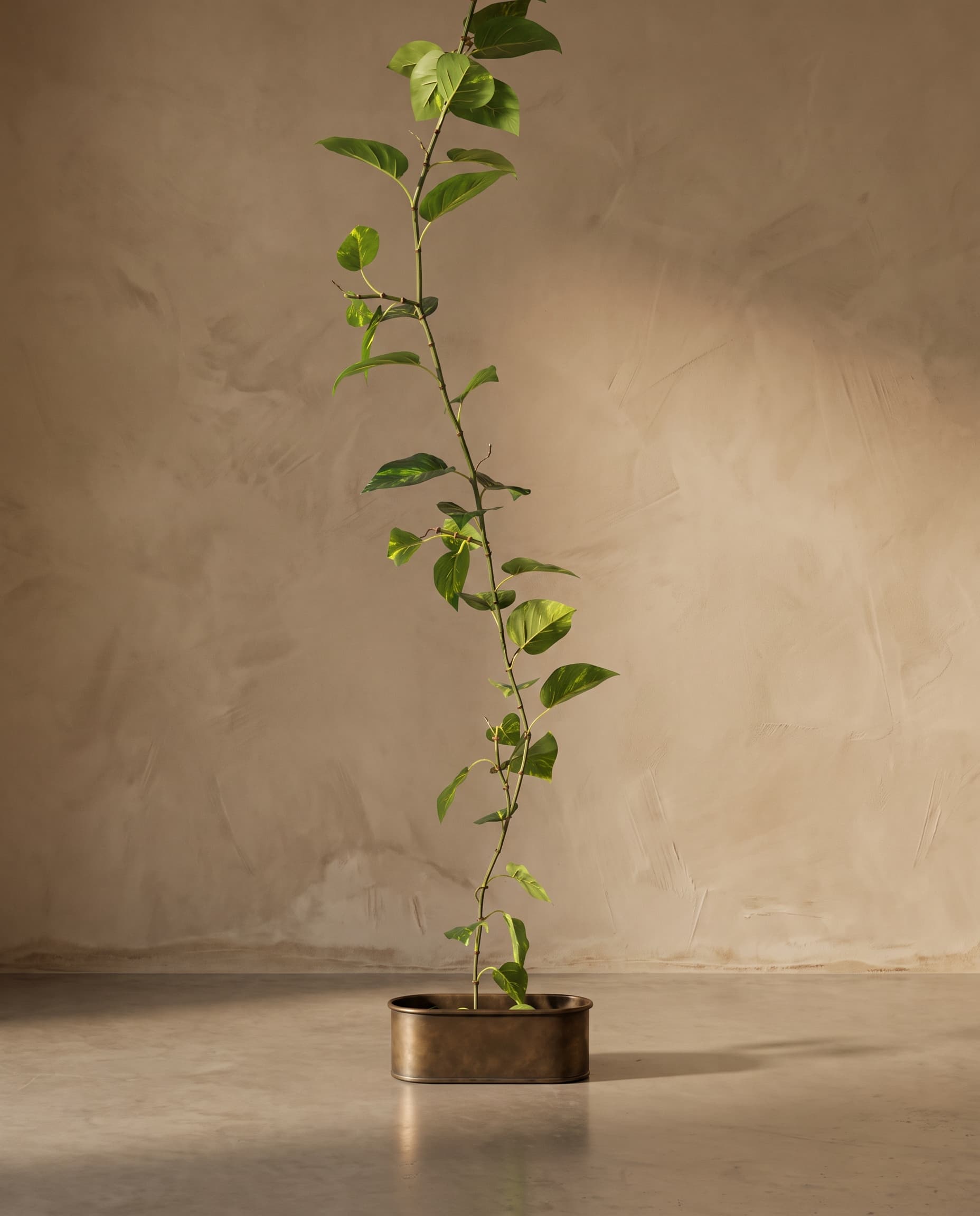 The Pothos vine garland · 1.85m