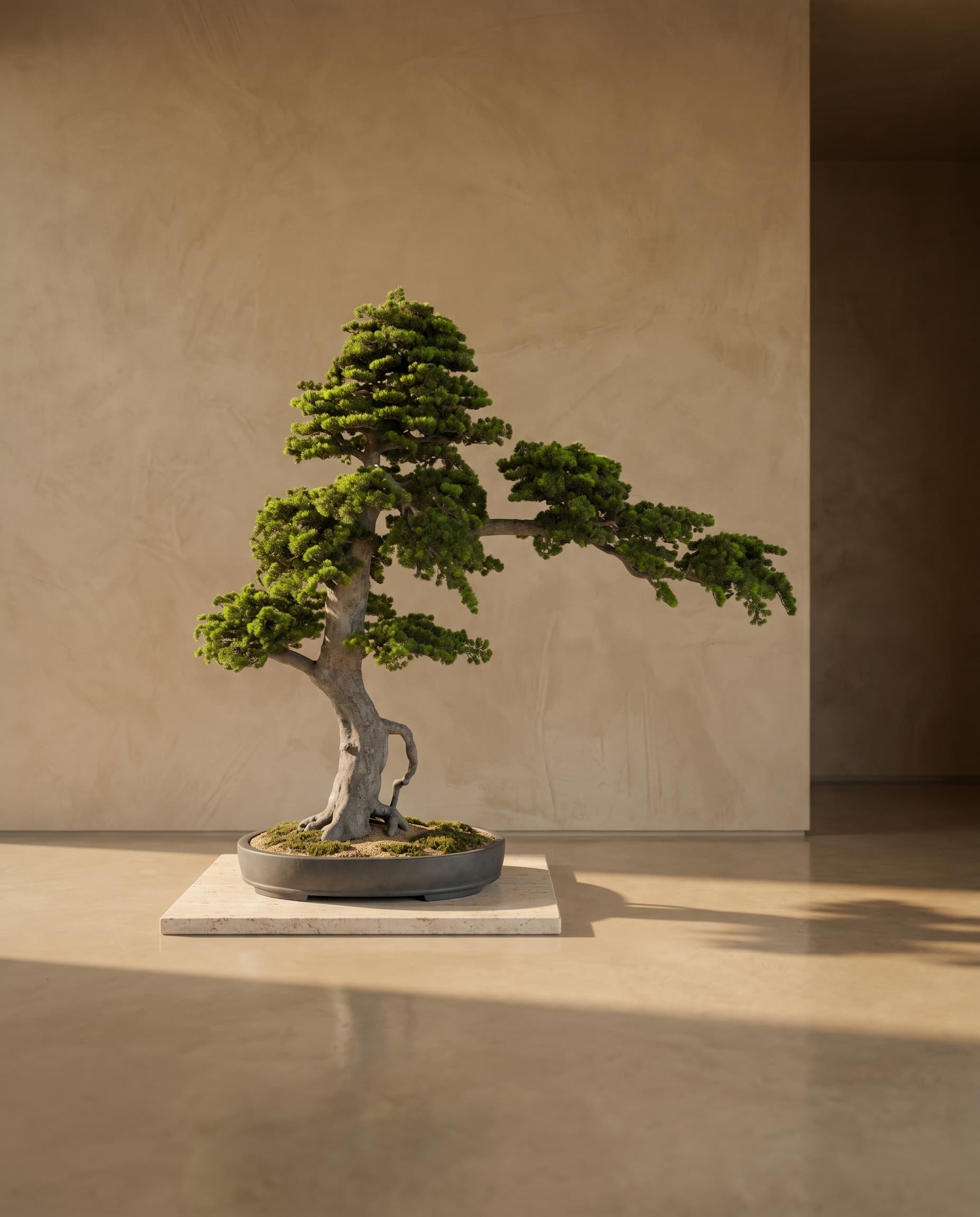 The Pavilion Bonsai · 2.4m