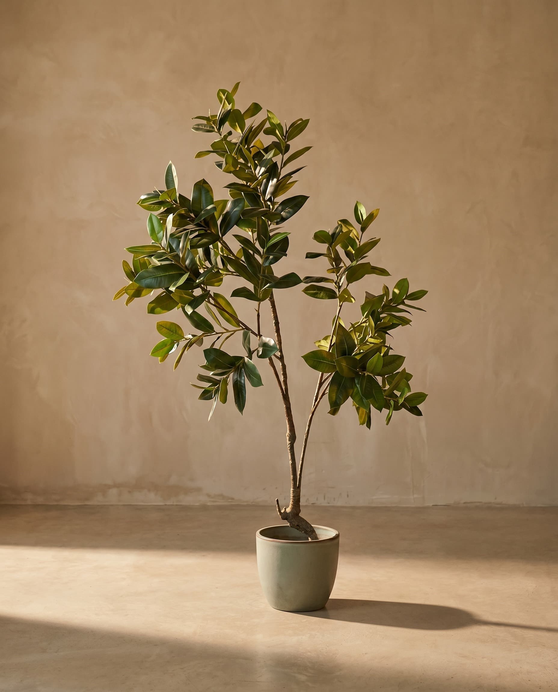 The Rubber Ficus · 1.7m — The Sculptures
