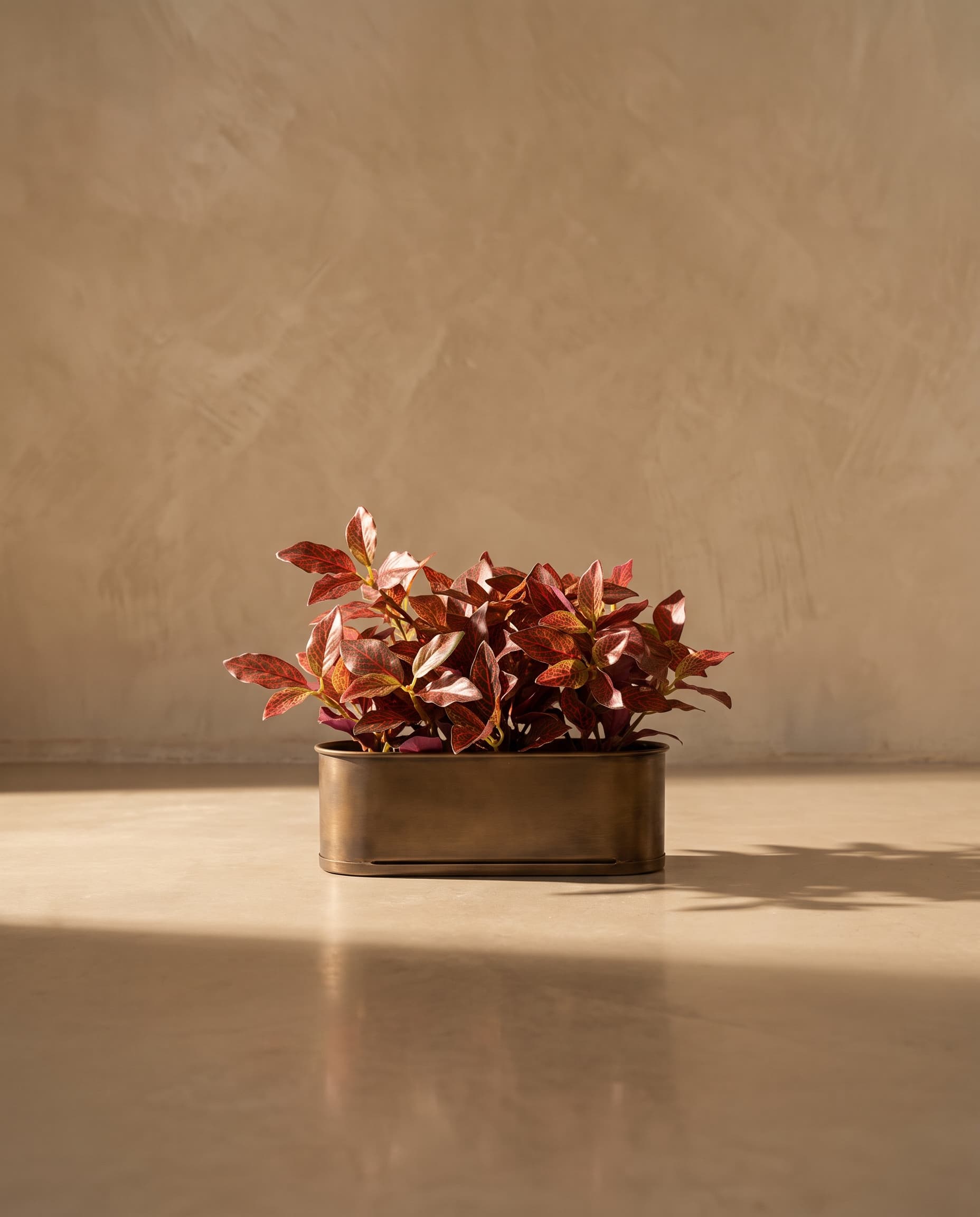 The Small-leaved Fittonia bush