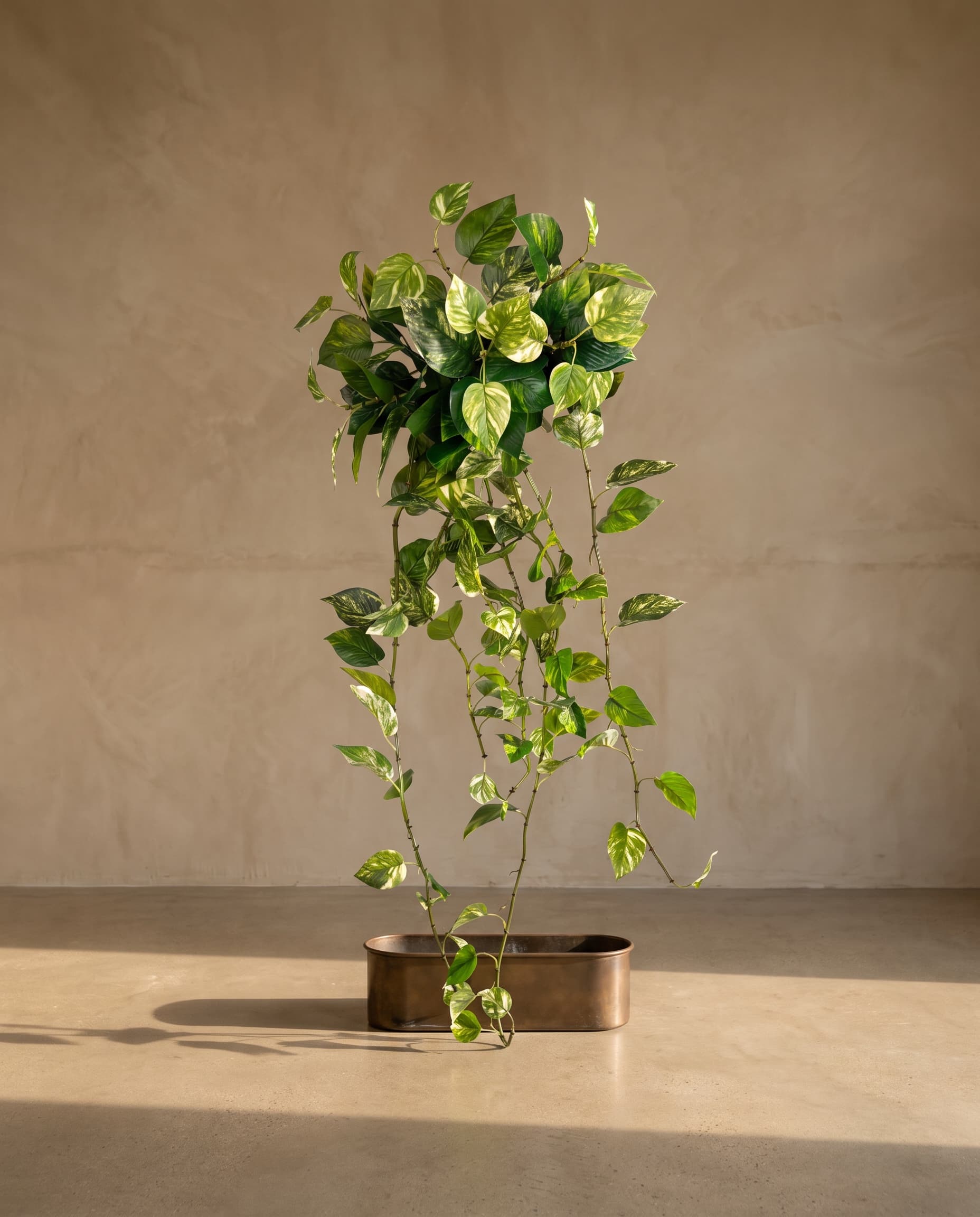 The Pothos hanging bush 48"