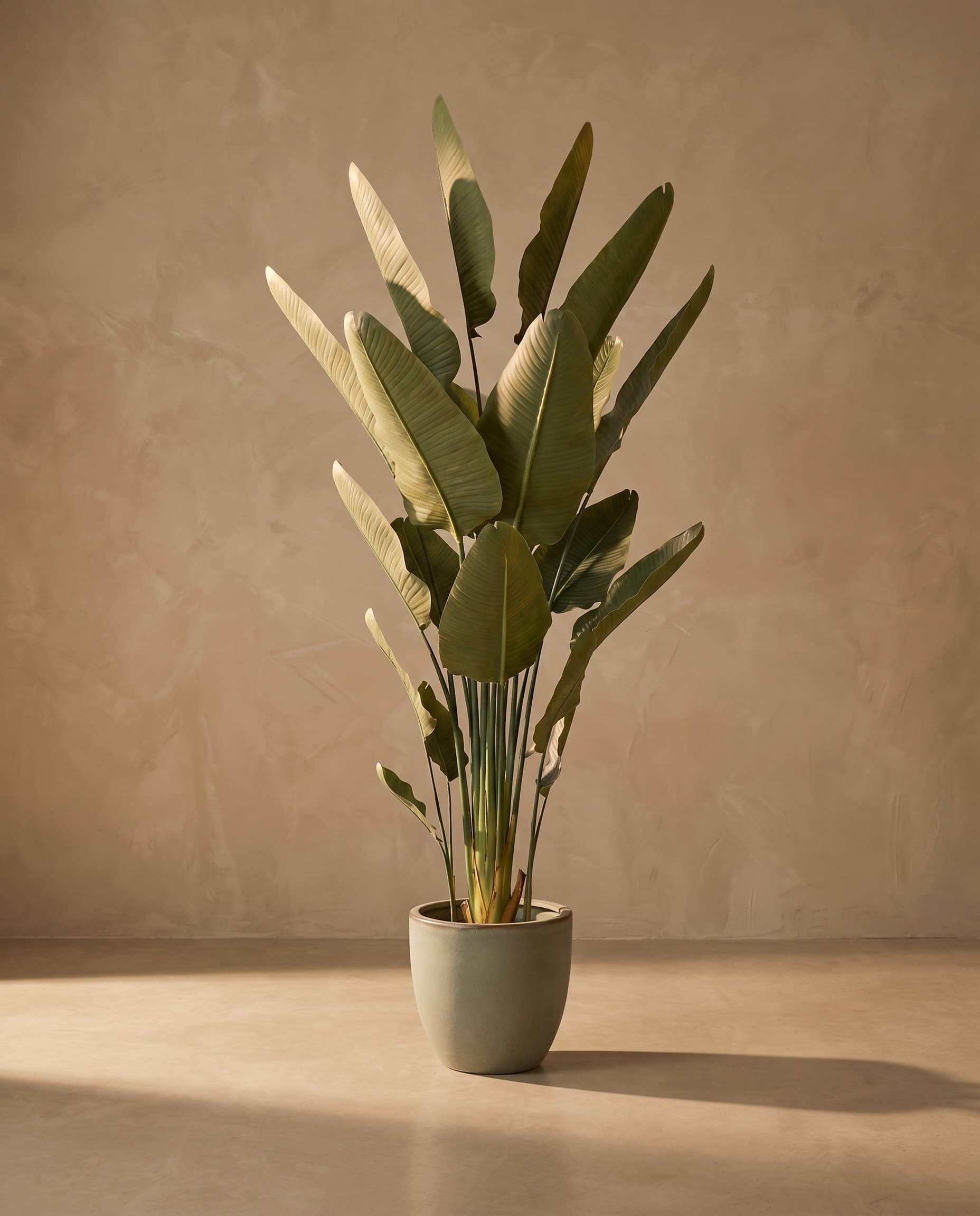 The Strelitzia Nicolai · 2.2m