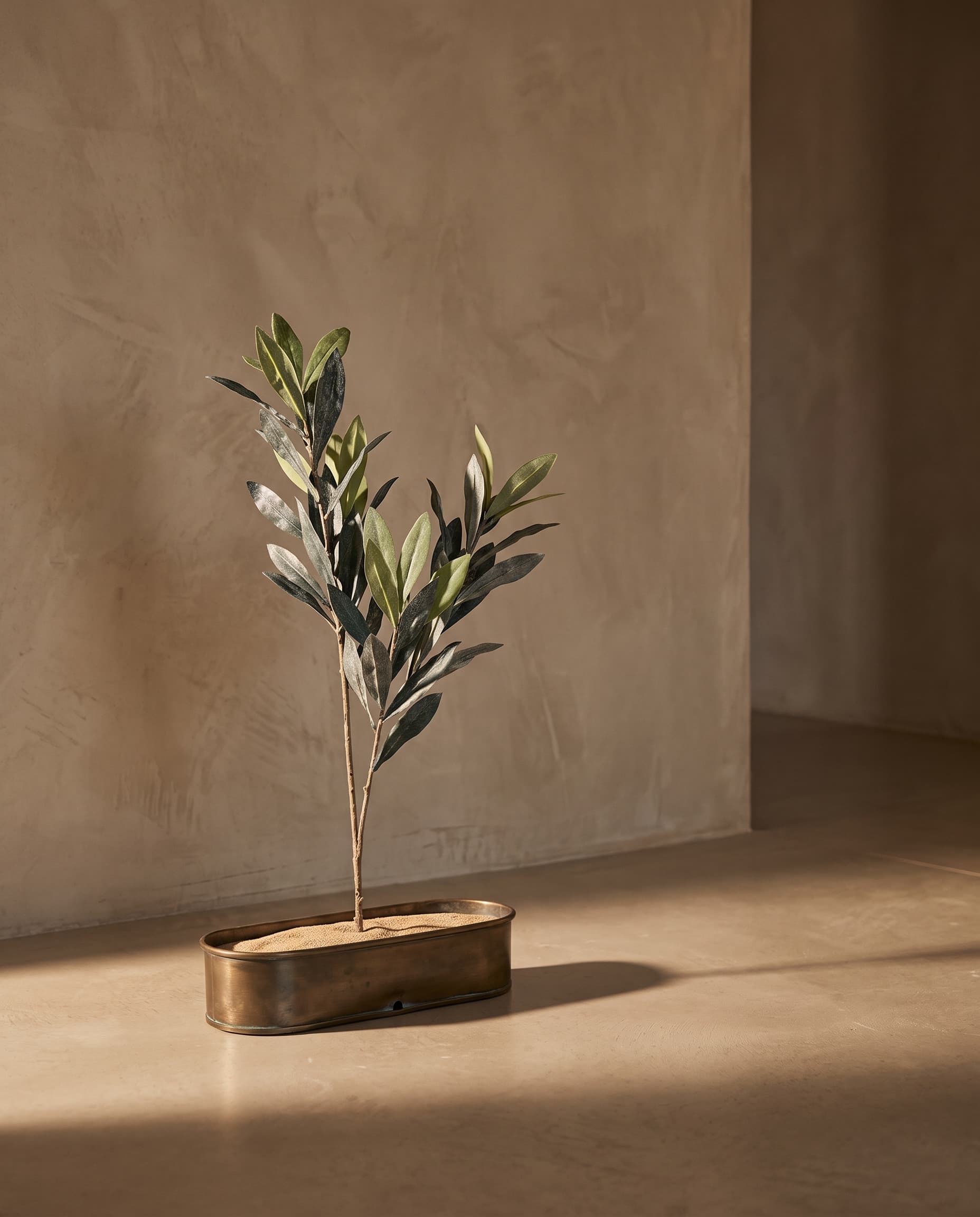 The Olive branch · 70cm