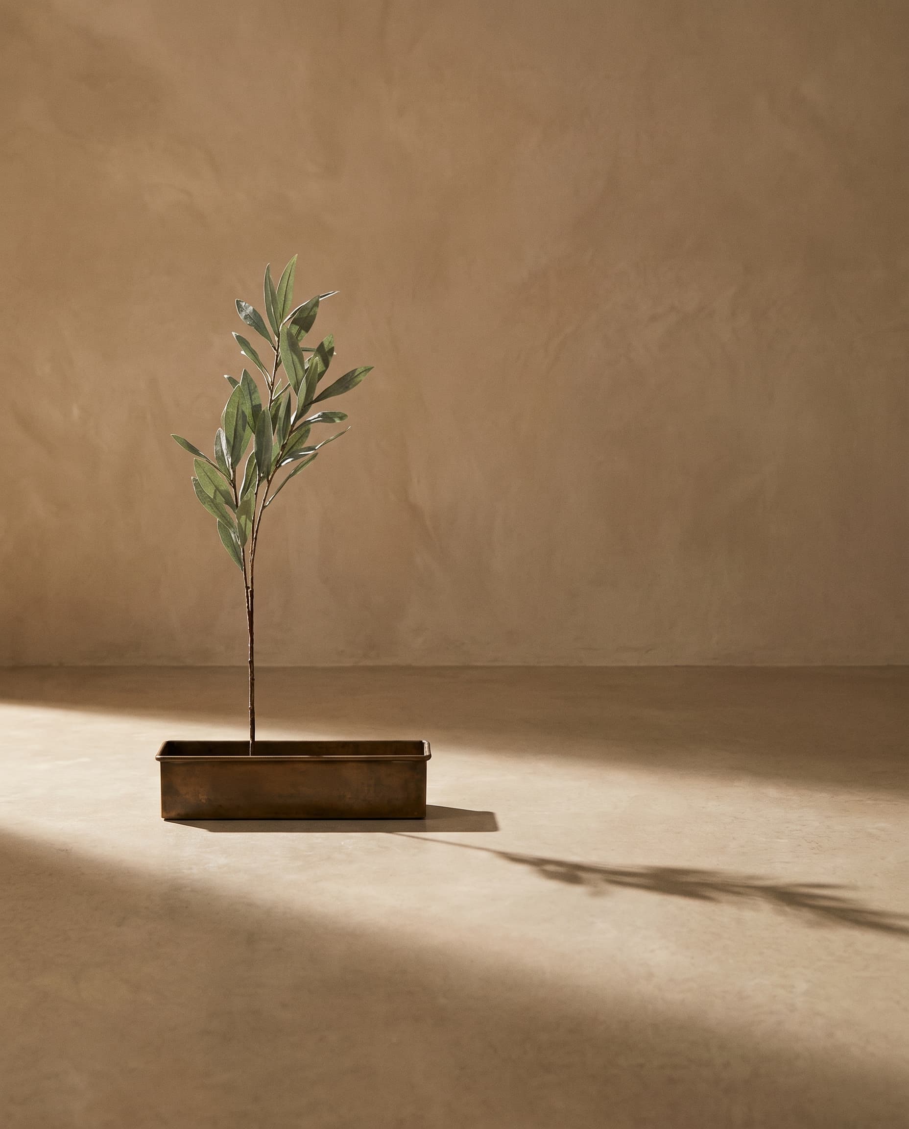 The Olive branch · 70cm