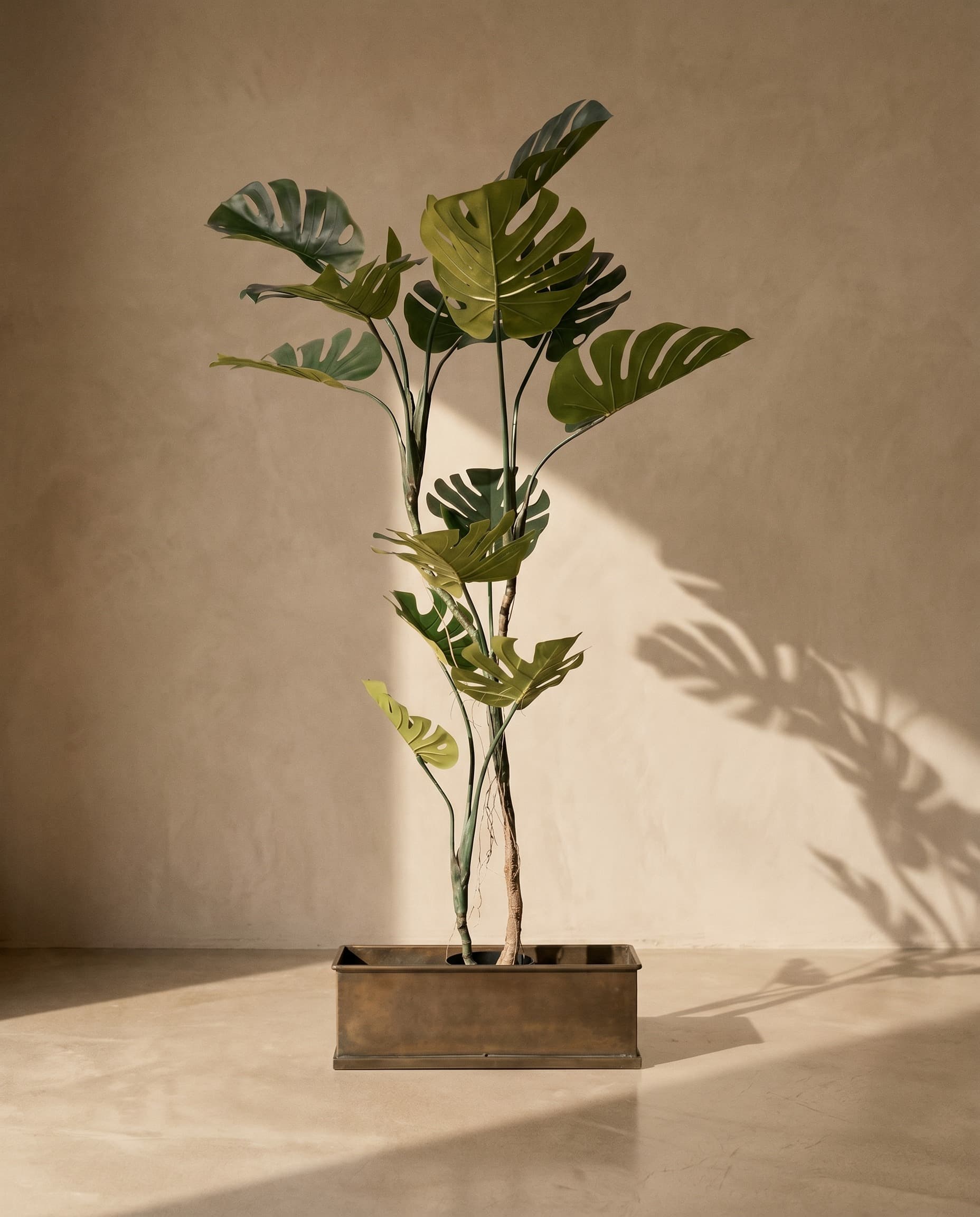 The Monstera · 1.65m
