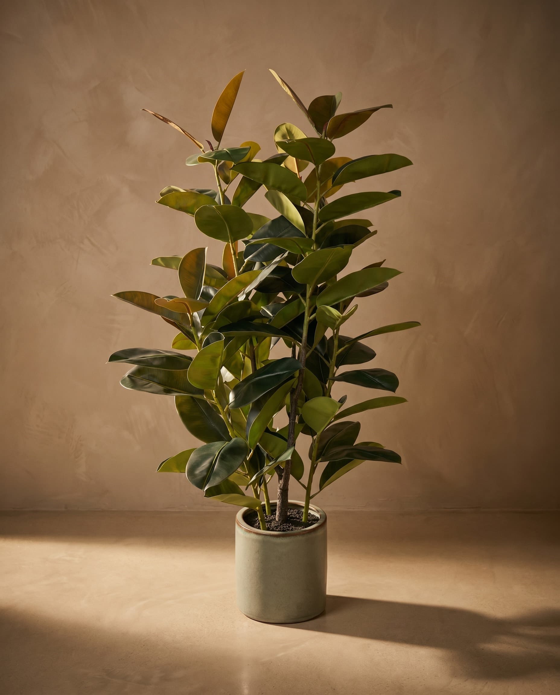 The Ficus · 1.5m — The Sculptures