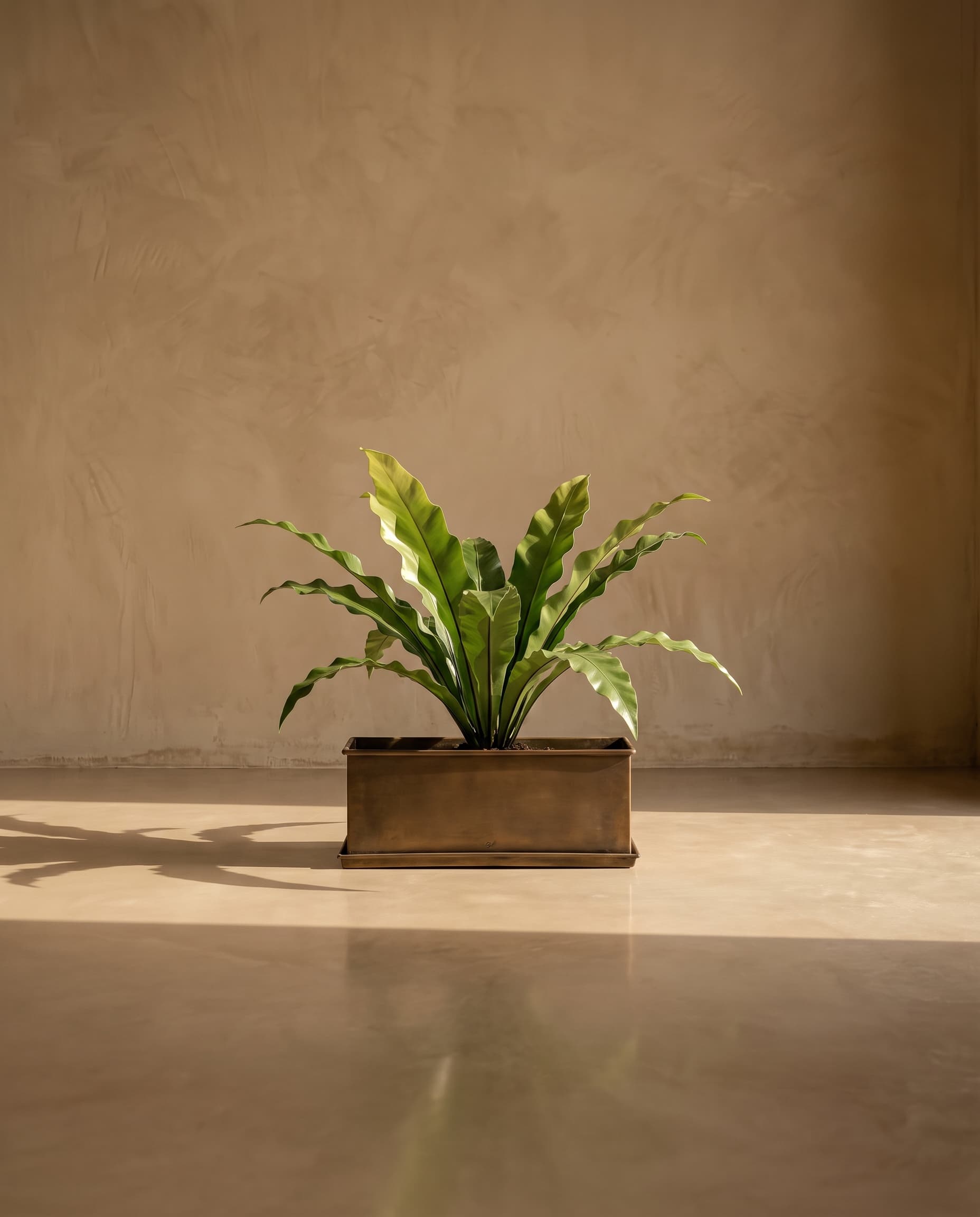 The Asplenium bush of 8 leaves
