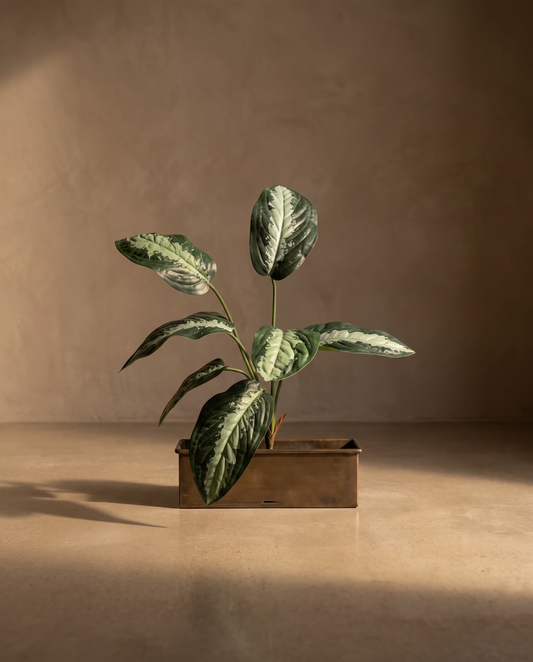 The Aglaonema bush of 7 leaves