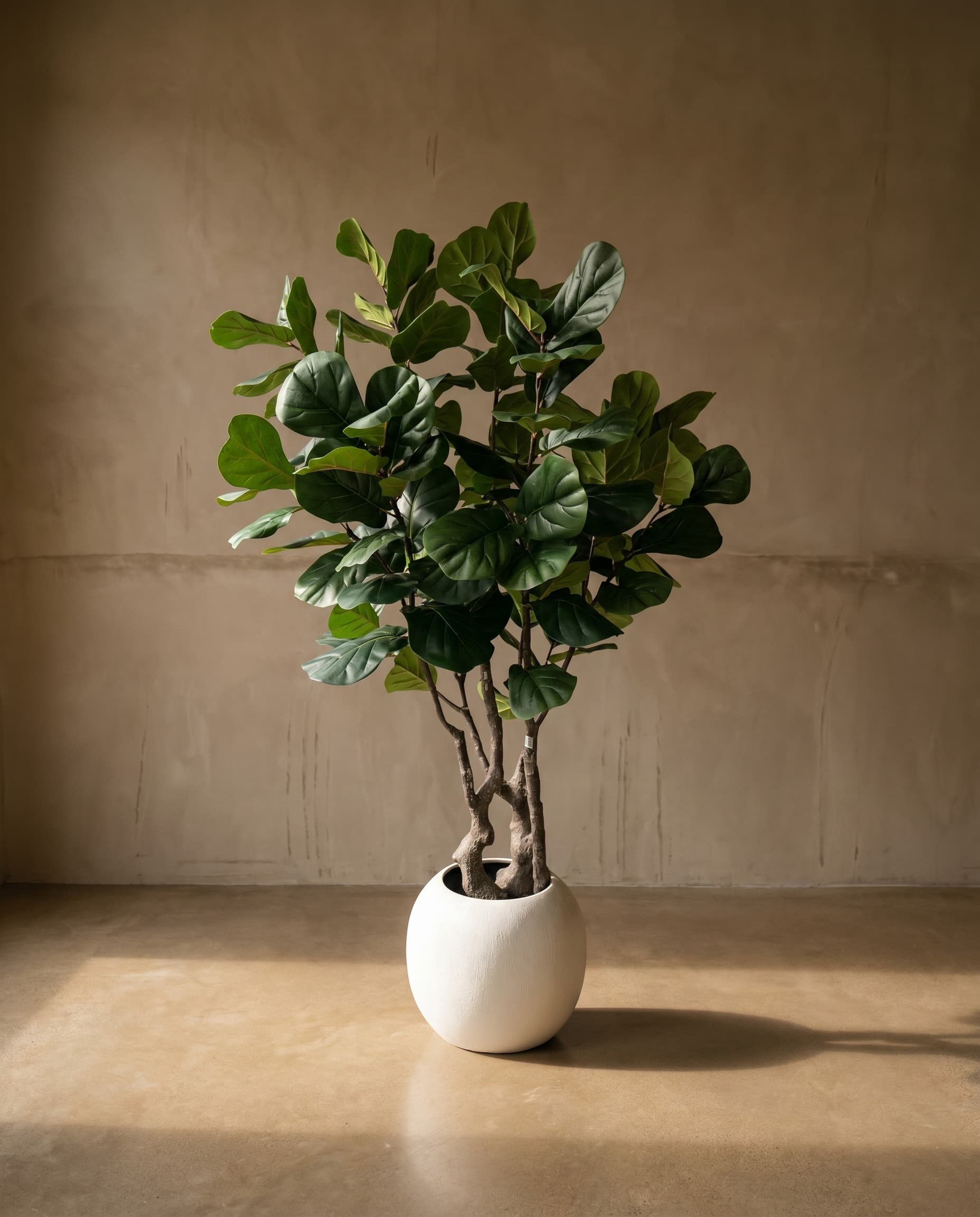 The Lirata · 2.4m
