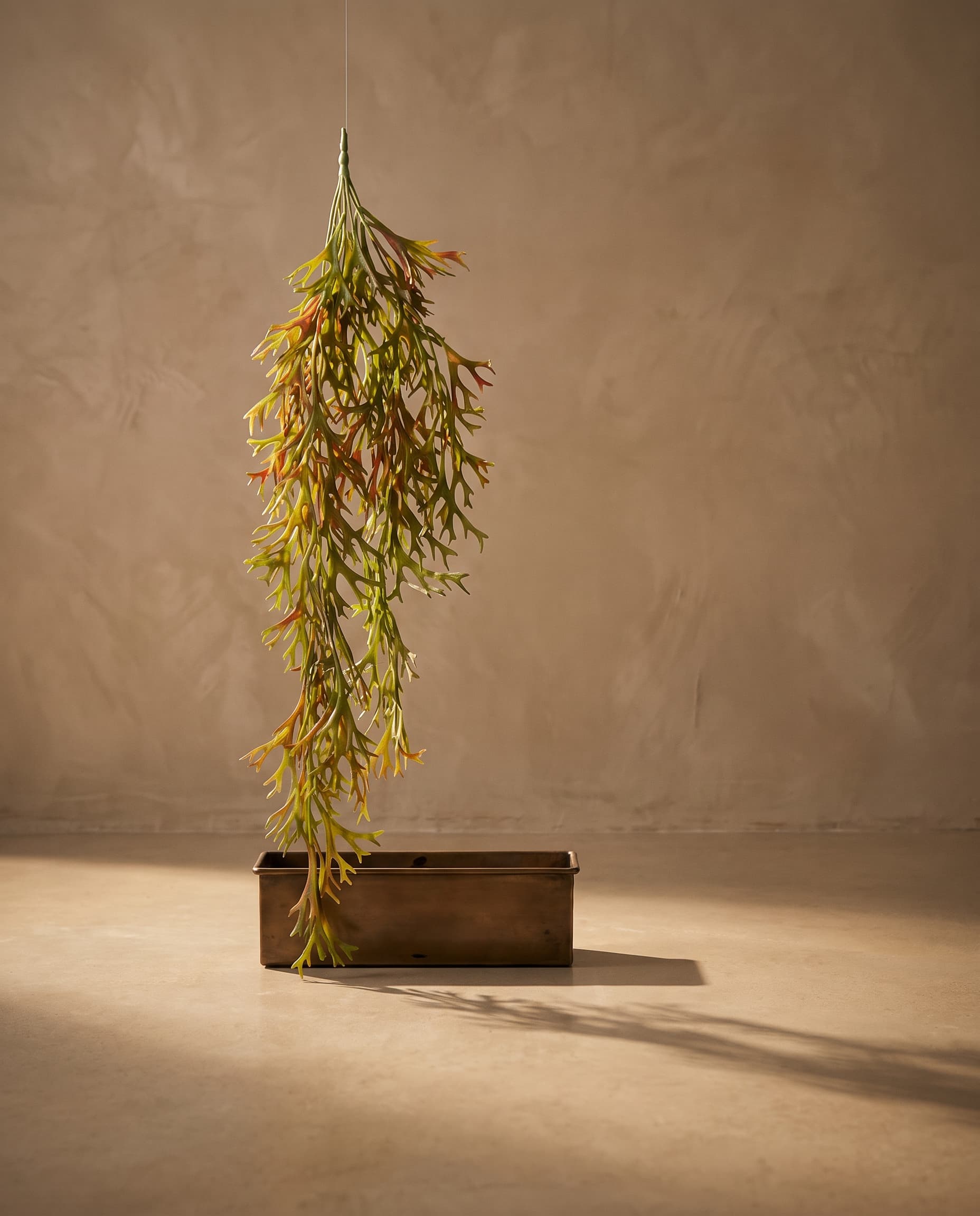 The Pyrrosia longifolia Staghorn fern hanging plant (Platycerium)