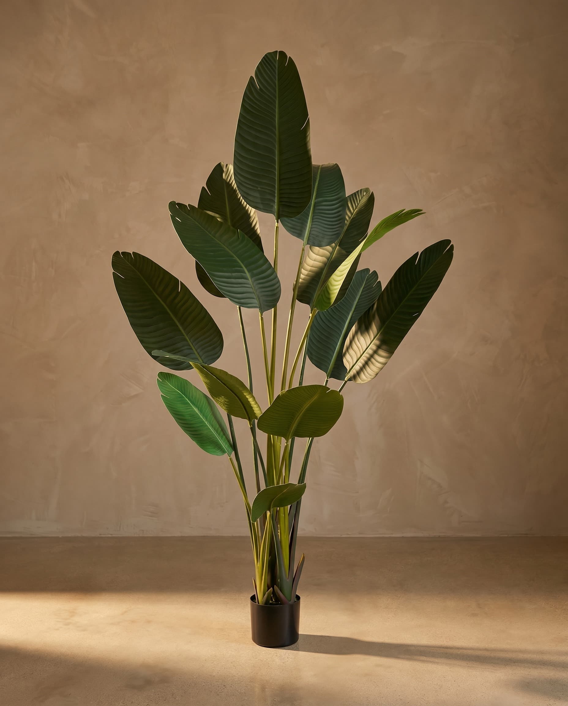 The Strelitzia Nicolai — The Sculptures